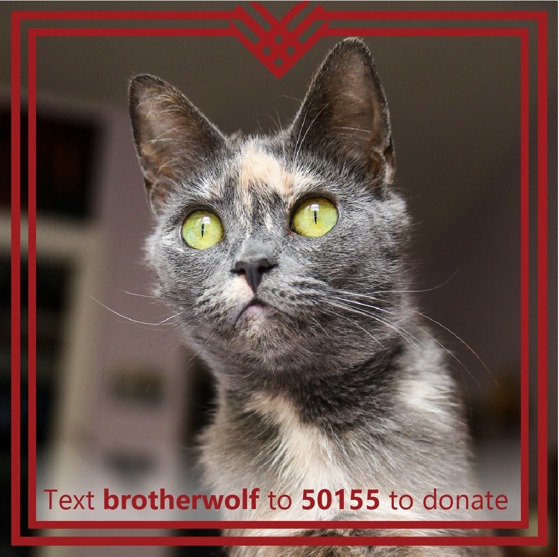 Brother Wolf Social Media